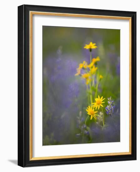 Washington, Mt. Rainier National Park-Gary Luhm-Framed Photographic Print