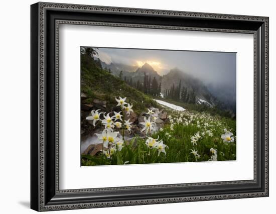 Washington, Mt. Rainier National Park-Gary Luhm-Framed Photographic Print