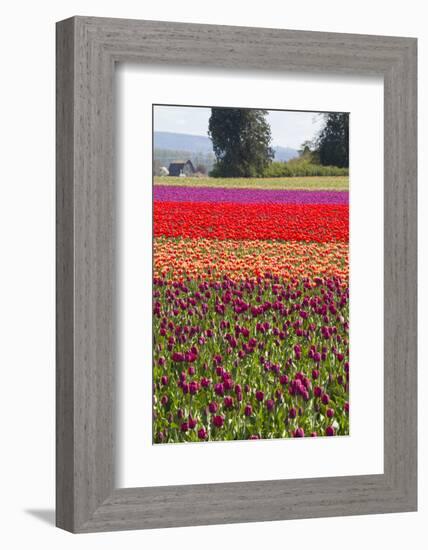 Washington, Mt Vernon, Tulips at the Skagit Valley Tulip Festival-Emily Wilson-Framed Photographic Print