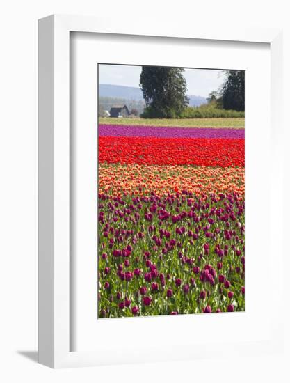 Washington, Mt Vernon, Tulips at the Skagit Valley Tulip Festival-Emily Wilson-Framed Photographic Print