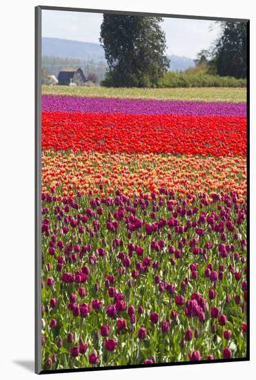 Washington, Mt Vernon, Tulips at the Skagit Valley Tulip Festival-Emily Wilson-Mounted Photographic Print