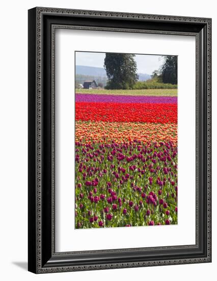 Washington, Mt Vernon, Tulips at the Skagit Valley Tulip Festival-Emily Wilson-Framed Photographic Print