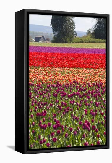 Washington, Mt Vernon, Tulips at the Skagit Valley Tulip Festival-Emily Wilson-Framed Premier Image Canvas