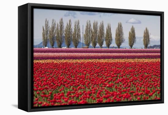 Washington, Mt Vernon, Tulips at the Skagit Valley Tulip Festival-Emily Wilson-Framed Premier Image Canvas