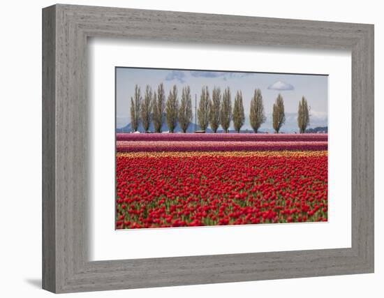 Washington, Mt Vernon, Tulips at the Skagit Valley Tulip Festival-Emily Wilson-Framed Photographic Print