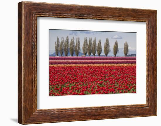 Washington, Mt Vernon, Tulips at the Skagit Valley Tulip Festival-Emily Wilson-Framed Photographic Print