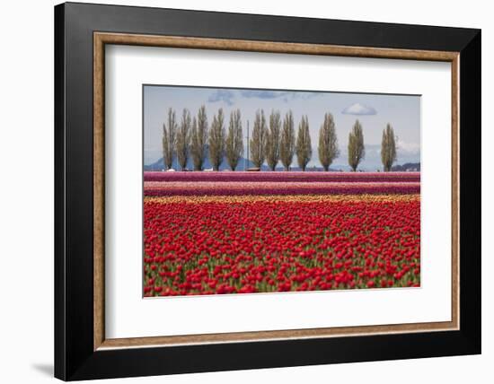 Washington, Mt Vernon, Tulips at the Skagit Valley Tulip Festival-Emily Wilson-Framed Photographic Print