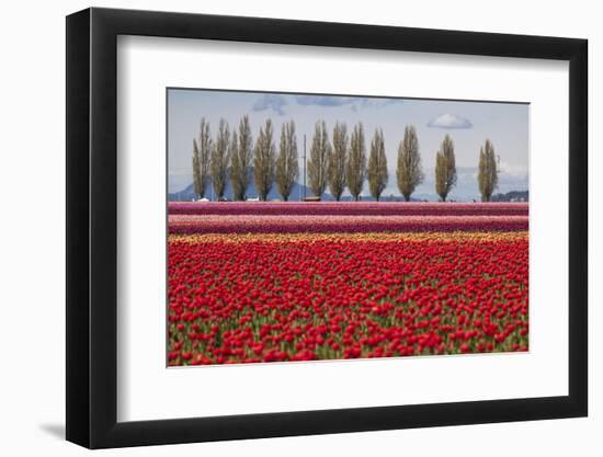 Washington, Mt Vernon, Tulips at the Skagit Valley Tulip Festival-Emily Wilson-Framed Photographic Print