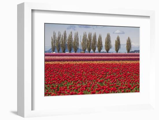 Washington, Mt Vernon, Tulips at the Skagit Valley Tulip Festival-Emily Wilson-Framed Photographic Print