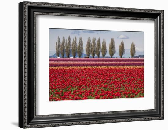 Washington, Mt Vernon, Tulips at the Skagit Valley Tulip Festival-Emily Wilson-Framed Photographic Print