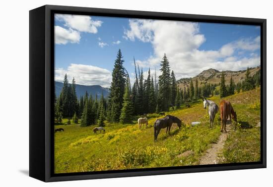 Washington, North Cascades, Slate Pass. Horses and Mules Foraging-Steve Kazlowski-Framed Premier Image Canvas