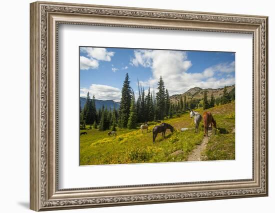 Washington, North Cascades, Slate Pass. Horses and Mules Foraging-Steve Kazlowski-Framed Photographic Print