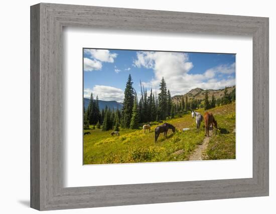 Washington, North Cascades, Slate Pass. Horses and Mules Foraging-Steve Kazlowski-Framed Photographic Print