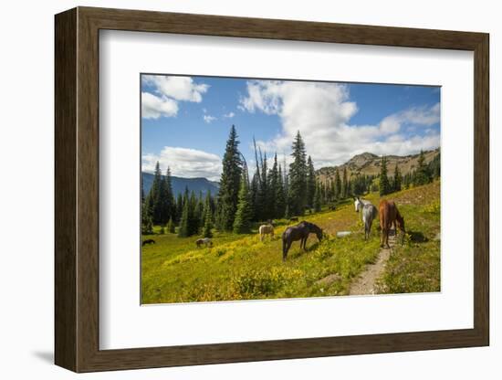 Washington, North Cascades, Slate Pass. Horses and Mules Foraging-Steve Kazlowski-Framed Photographic Print