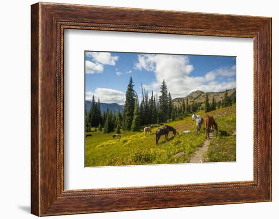 Washington, North Cascades, Slate Pass. Horses and Mules Foraging-Steve Kazlowski-Framed Photographic Print