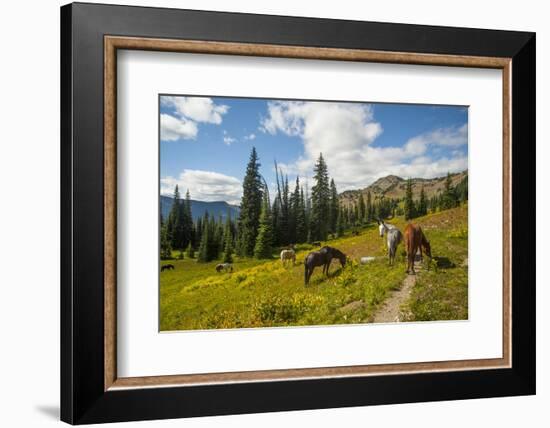 Washington, North Cascades, Slate Pass. Horses and Mules Foraging-Steve Kazlowski-Framed Photographic Print