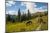 Washington, North Cascades, Slate Pass. Horses and Mules Foraging-Steve Kazlowski-Mounted Photographic Print