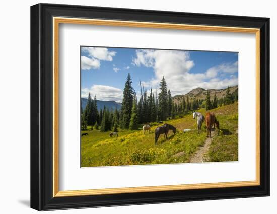 Washington, North Cascades, Slate Pass. Horses and Mules Foraging-Steve Kazlowski-Framed Photographic Print