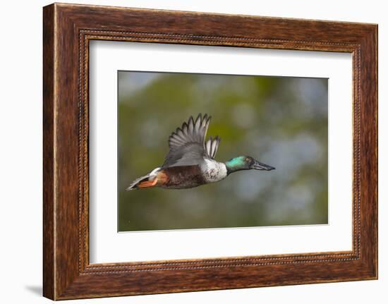 Washington, Northern Shoveler Male in Flight-Gary Luhm-Framed Premium Photographic Print