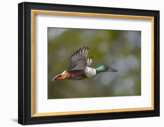 Washington, Northern Shoveler Male in Flight-Gary Luhm-Framed Premium Photographic Print