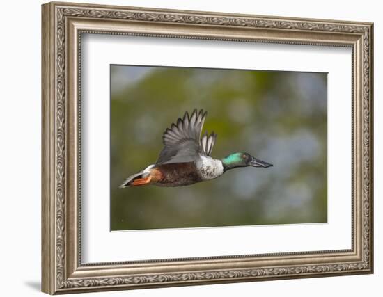 Washington, Northern Shoveler Male in Flight-Gary Luhm-Framed Photographic Print