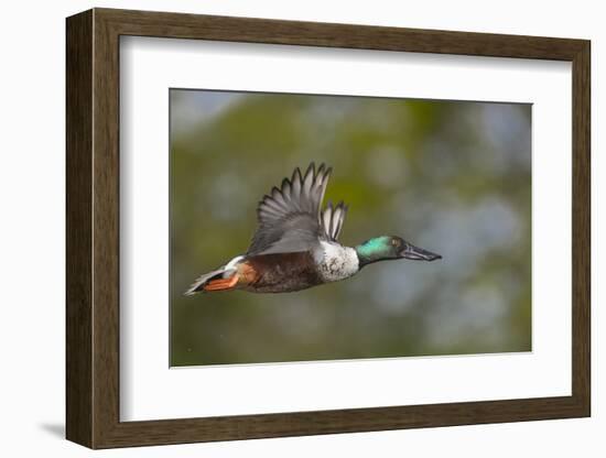 Washington, Northern Shoveler Male in Flight-Gary Luhm-Framed Photographic Print