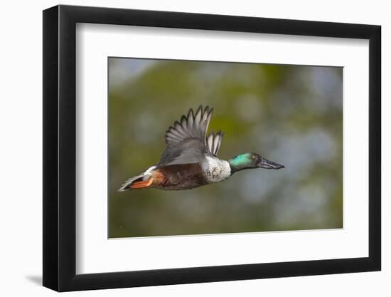 Washington, Northern Shoveler Male in Flight-Gary Luhm-Framed Photographic Print