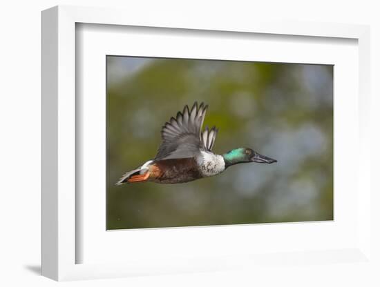 Washington, Northern Shoveler Male in Flight-Gary Luhm-Framed Photographic Print