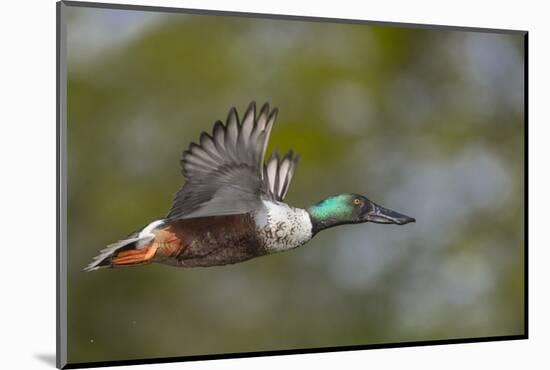 Washington, Northern Shoveler Male in Flight-Gary Luhm-Mounted Photographic Print