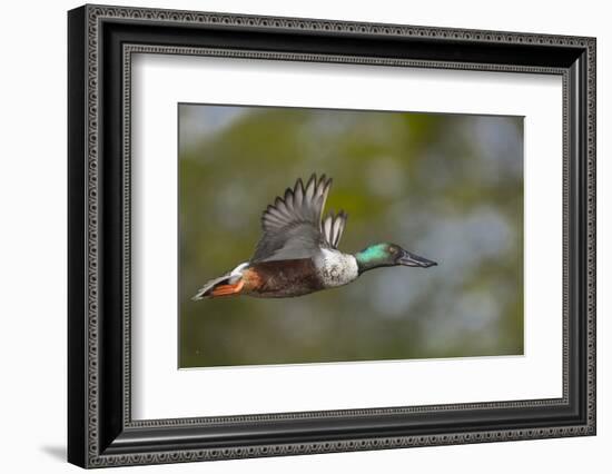 Washington, Northern Shoveler Male in Flight-Gary Luhm-Framed Photographic Print