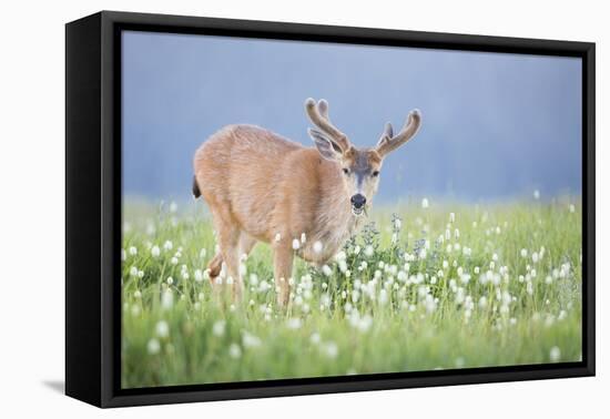 Washington, Olympic National Park. A Black-Tailed Buck in Velvet Feeds on Subalpine Wildflowers-Gary Luhm-Framed Premier Image Canvas