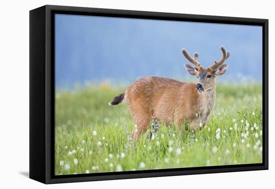 Washington, Olympic National Park. A Black-Tailed Buck in Velvet Feeds on Subalpine Wildflowers-Gary Luhm-Framed Premier Image Canvas