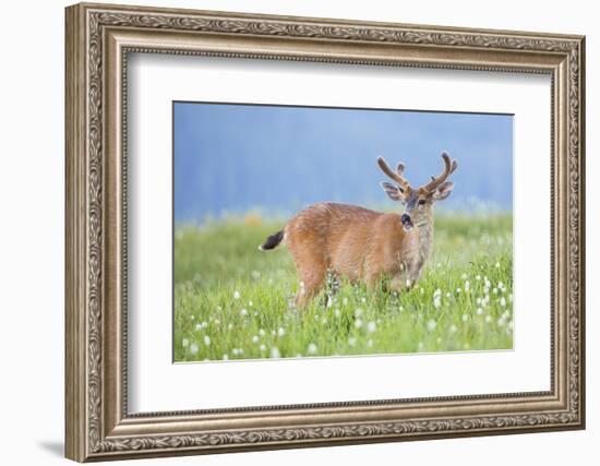 Washington, Olympic National Park. A Black-Tailed Buck in Velvet Feeds on Subalpine Wildflowers-Gary Luhm-Framed Photographic Print