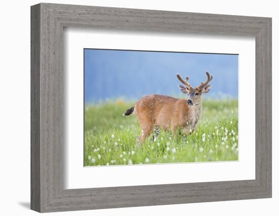 Washington, Olympic National Park. A Black-Tailed Buck in Velvet Feeds on Subalpine Wildflowers-Gary Luhm-Framed Photographic Print