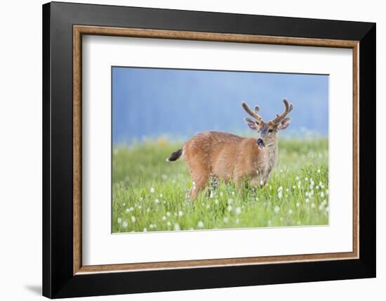 Washington, Olympic National Park. A Black-Tailed Buck in Velvet Feeds on Subalpine Wildflowers-Gary Luhm-Framed Photographic Print