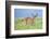 Washington, Olympic National Park. A Black-Tailed Buck in Velvet Feeds on Subalpine Wildflowers-Gary Luhm-Framed Photographic Print