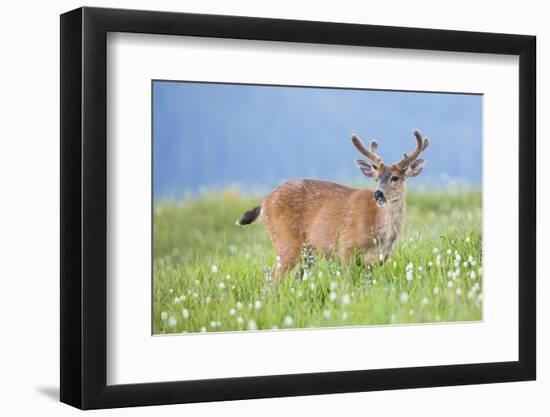 Washington, Olympic National Park. A Black-Tailed Buck in Velvet Feeds on Subalpine Wildflowers-Gary Luhm-Framed Photographic Print