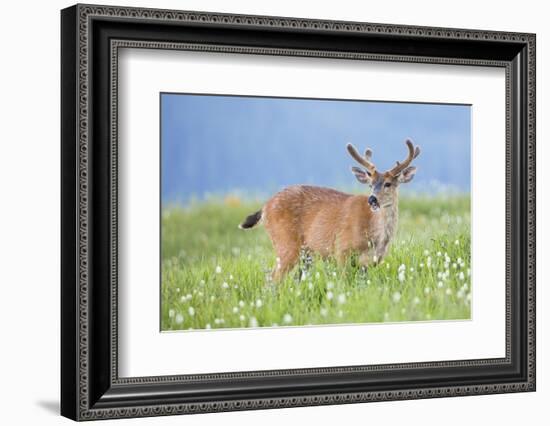 Washington, Olympic National Park. A Black-Tailed Buck in Velvet Feeds on Subalpine Wildflowers-Gary Luhm-Framed Photographic Print