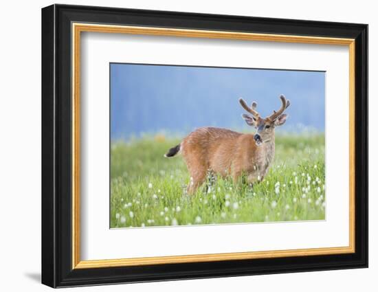 Washington, Olympic National Park. A Black-Tailed Buck in Velvet Feeds on Subalpine Wildflowers-Gary Luhm-Framed Photographic Print