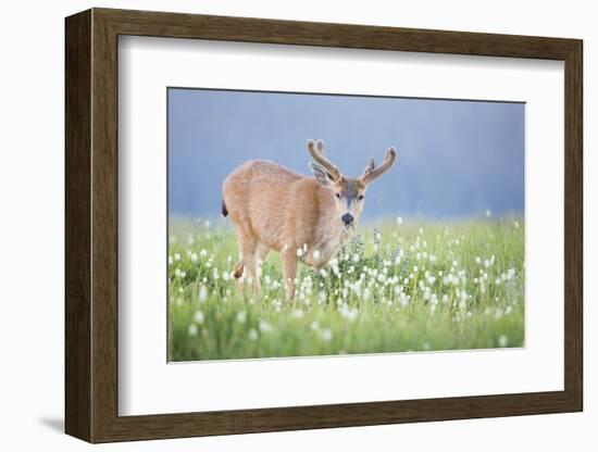 Washington, Olympic National Park. A Black-Tailed Buck in Velvet Feeds on Subalpine Wildflowers-Gary Luhm-Framed Photographic Print