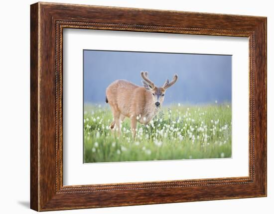 Washington, Olympic National Park. A Black-Tailed Buck in Velvet Feeds on Subalpine Wildflowers-Gary Luhm-Framed Photographic Print