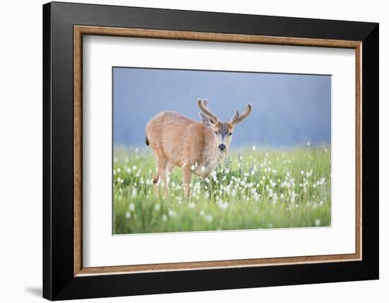 Washington, Olympic National Park. A Black-Tailed Buck in Velvet Feeds on Subalpine Wildflowers-Gary Luhm-Framed Photographic Print