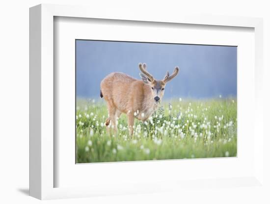 Washington, Olympic National Park. A Black-Tailed Buck in Velvet Feeds on Subalpine Wildflowers-Gary Luhm-Framed Photographic Print