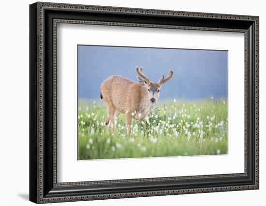 Washington, Olympic National Park. A Black-Tailed Buck in Velvet Feeds on Subalpine Wildflowers-Gary Luhm-Framed Photographic Print