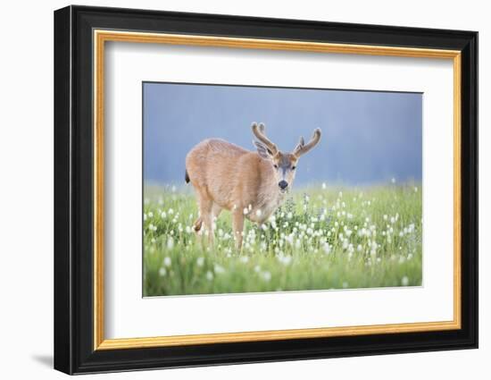 Washington, Olympic National Park. A Black-Tailed Buck in Velvet Feeds on Subalpine Wildflowers-Gary Luhm-Framed Photographic Print