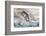 Washington, Olympic National Park. Beach Wood and Pebbles-Jaynes Gallery-Framed Photographic Print