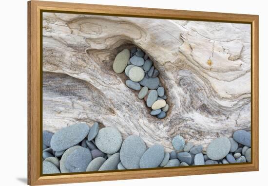 Washington, Olympic National Park. Beach Wood and Pebbles-Jaynes Gallery-Framed Premier Image Canvas