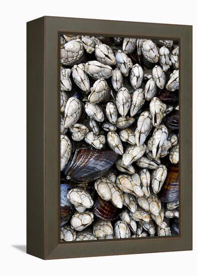 Washington, Olympic National Park. Gooseneck Barnacles and Clams-Jaynes Gallery-Framed Premier Image Canvas