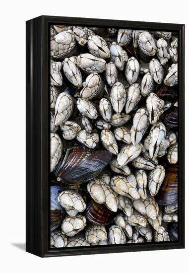 Washington, Olympic National Park. Gooseneck Barnacles and Clams-Jaynes Gallery-Framed Premier Image Canvas