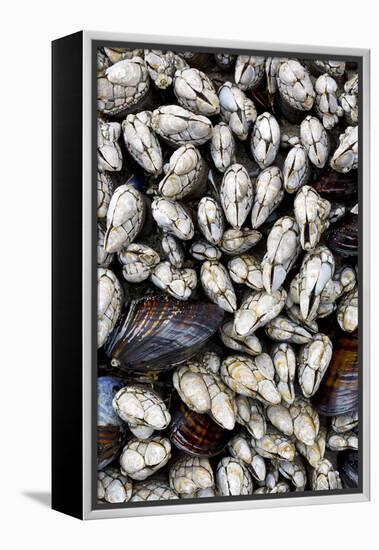 Washington, Olympic National Park. Gooseneck Barnacles and Clams-Jaynes Gallery-Framed Premier Image Canvas